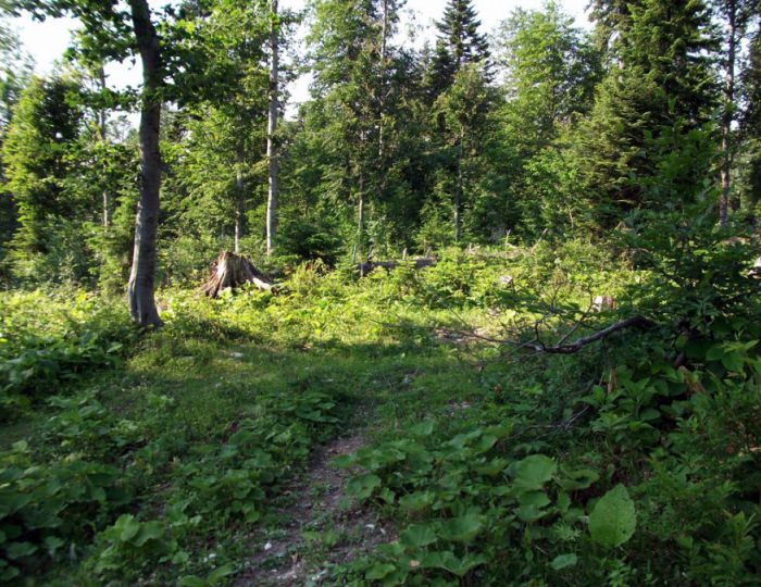 Терренкур - Отель Alex Resort & Spa Hotel / Алекс Резорт & Спа